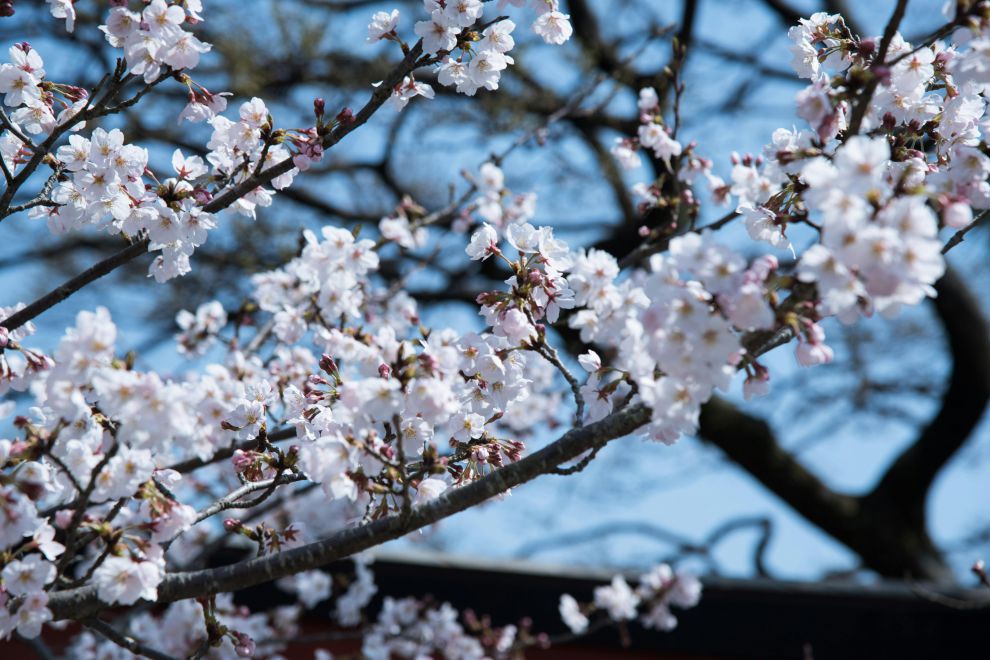 Giappone - Ciliegi in fiore